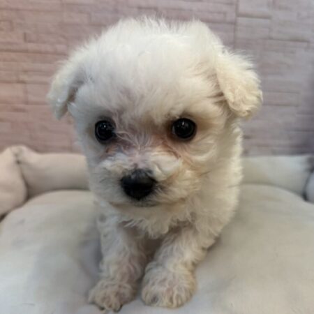 ビションフリーゼ