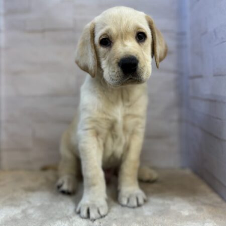 ラブラドール・レトリーバー