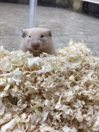 キンクマハムスター