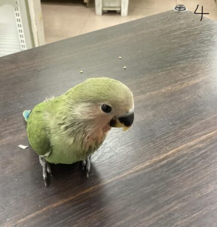 コザクラインコ