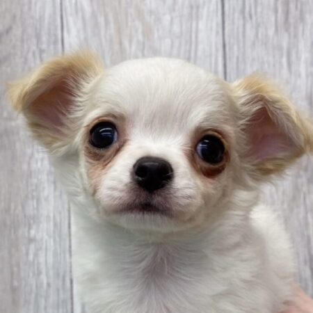 チワワ - ペットショップ ケン & ワン