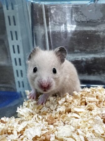 キンクマハムスター