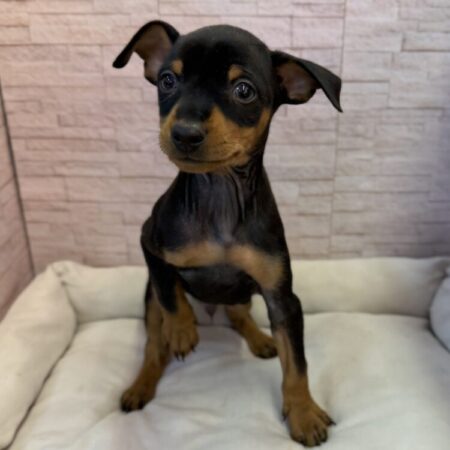 ミニチュア・ピンシャー