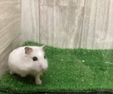 ジャンガリアンハムスター