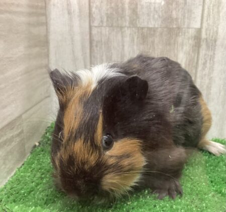 イングリッシュモルモット