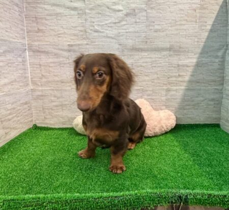 ミニチュア・ダックスフンド