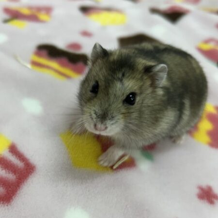 グレージャンガリアン