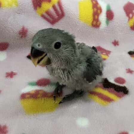 手乗りコザクラインコ