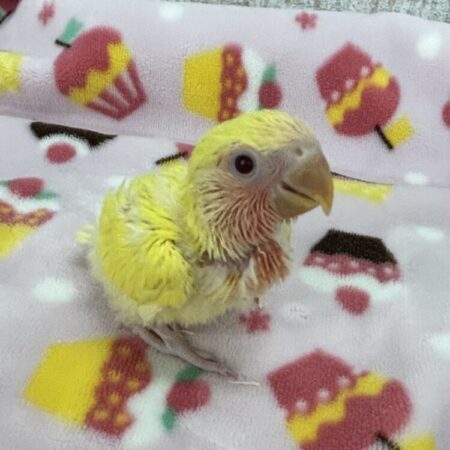 手乗りコザクラインコ