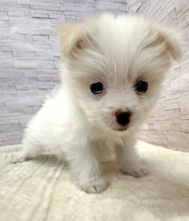 マルチーズ×ポメラニアン