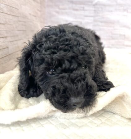 トイプードル×ミニチュアシュナウザー