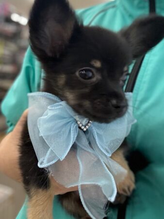 チワワ×ミニチュアダックスフンド