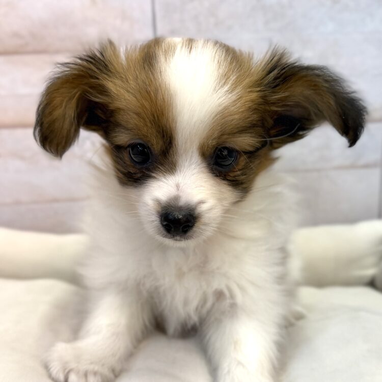 L26-323 - ペットショップ ケン & ワン