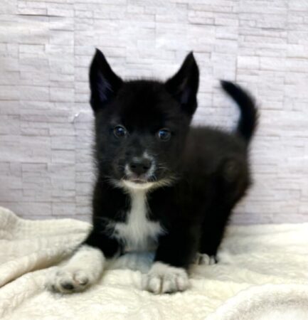 ボーダーコリー×サモエド