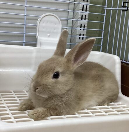 ミニウサギ