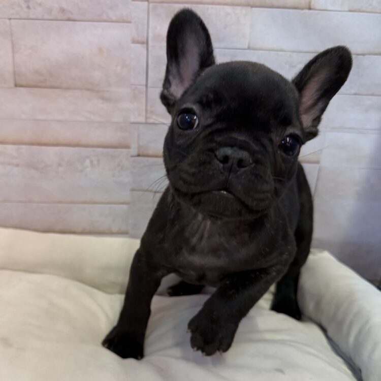 L26-369 - ペットショップ ケン & ワン