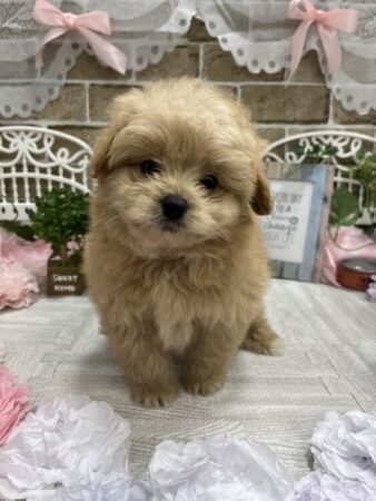 トイプードル×ポメラニアン