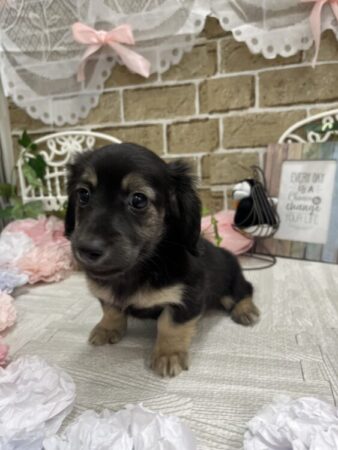 ミニチュア・ダックスフンド