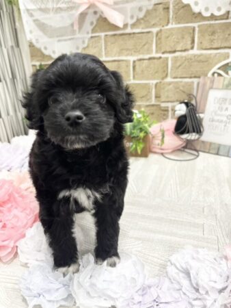 トイプードル×チワワ