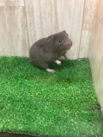 ゴールデンハムスター
