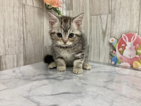 スコティッシュフォールド