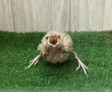 シナモン文鳥