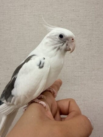 オカメインコ(ﾎﾜｲﾄﾌｪｲｽﾊﾟｲﾄﾞ)