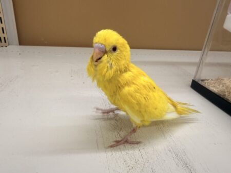 セキセイインコ ヒナ