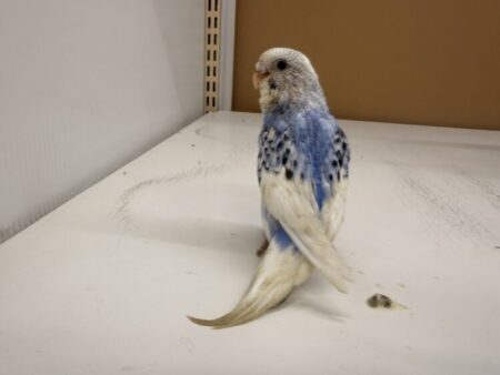 インコ
