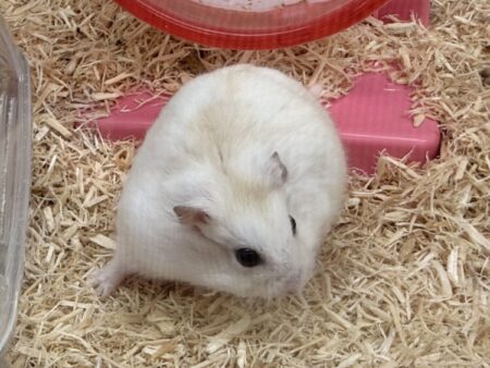 イエロープディング