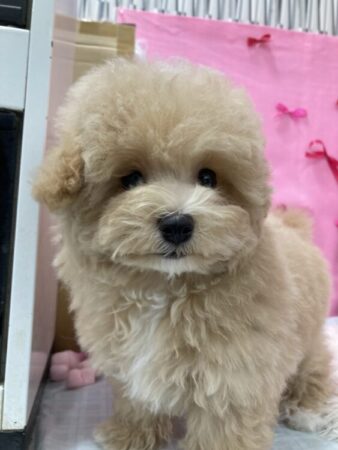 トイプードル×マルチーズ