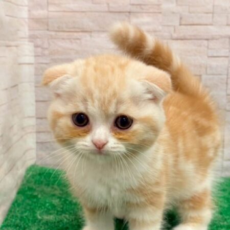 スコティッシュフォールド