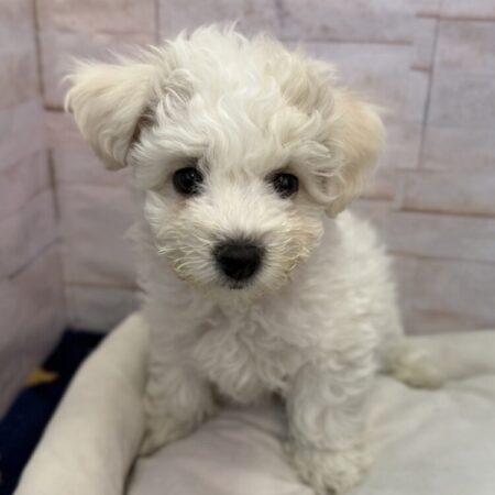 ビションフリーゼ