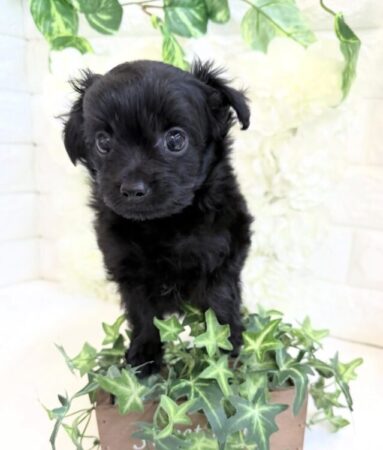 トイプードル×チワワ