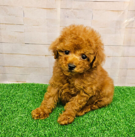 トイ・プードル