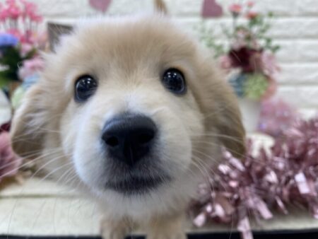 ポメ×M.ダックス