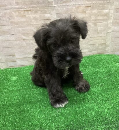 ミニチュアシュナウザー(父:5.8kg×母:6kg)
