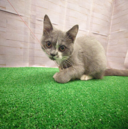 ブリティッシュ