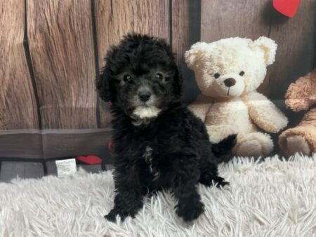 トイ・プードル