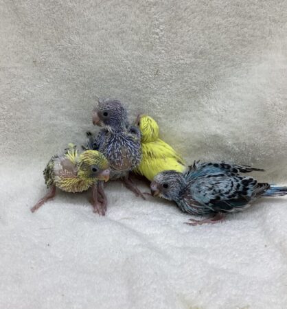 セキセイインコ