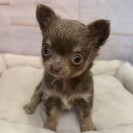 ロングコートチワワ