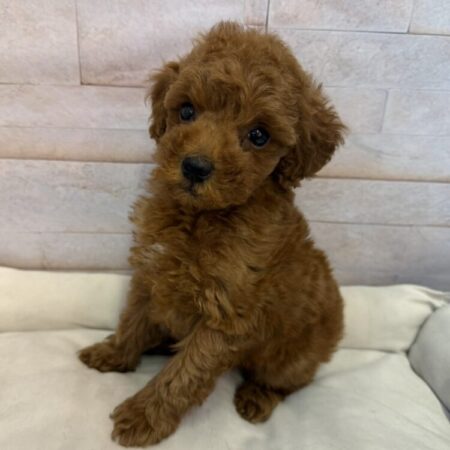 トイ・プードル