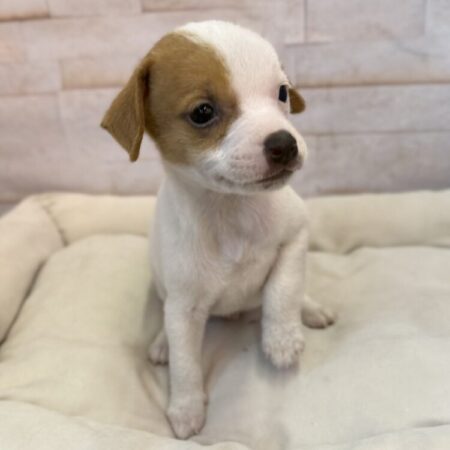 ジャック・ラッセル・テリア