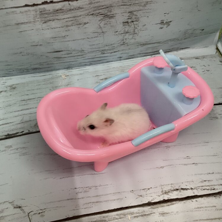 ハムスター ks25096 - ペットショップ ケン & ワン