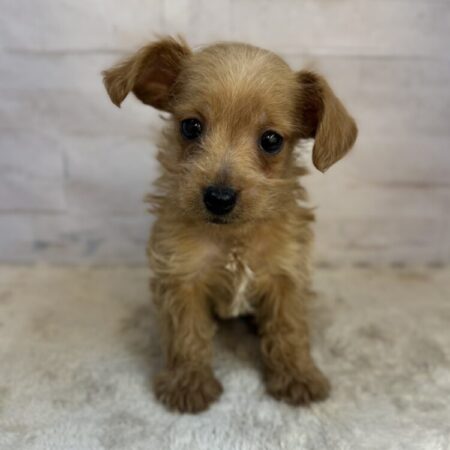 チワワ×ミニチュアシュナウザー