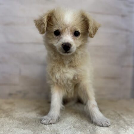 チワワ×トイプードル