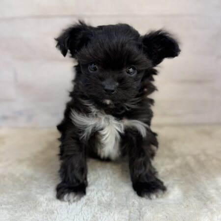 チワワ×トイプードル