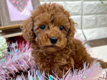 トイ・プードル