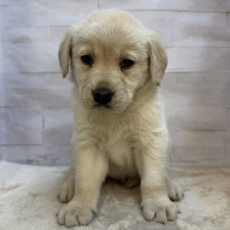 MIX(ゴールデンレトリバー×ラブラドールレトリーバー)