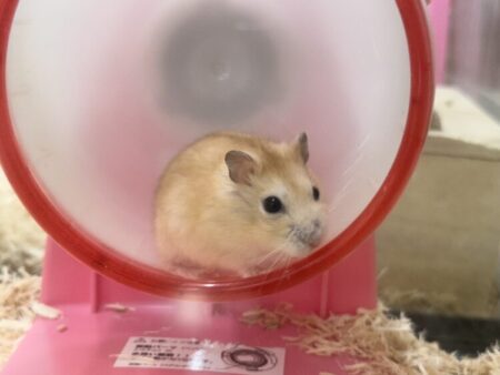イエロージャンガリアン